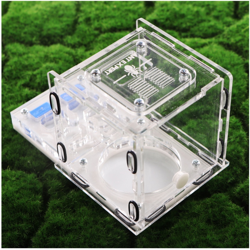 Ant Expert King's Valley - professional acrylic formicarium